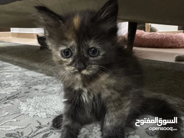 Kittens for sale