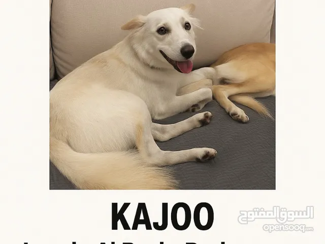 Lost dog in Al Basit area