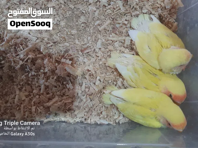 متاح تلات فروخ روز