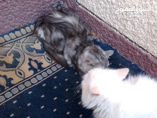 المكان فر الفجيره