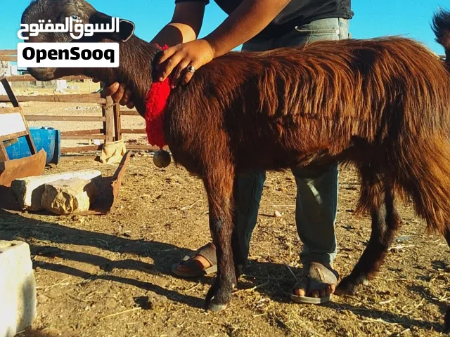 اذكر الله وصلي على سيدنا محمد لأصحاب الذوق الرفيع والمتميزين اربع جدعات شامي حر نخب أول سلاله نظيفه