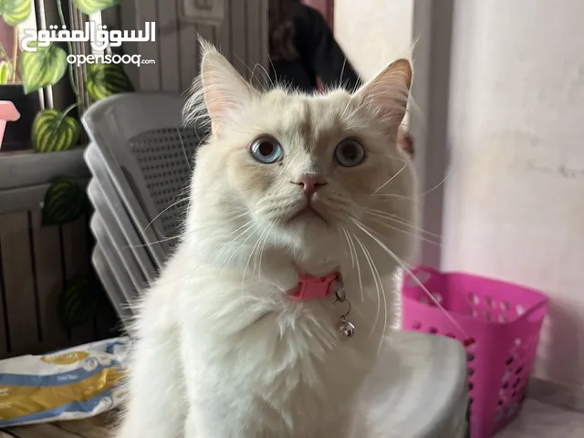 قطة للبيع من نوع شيرازي وهملايا لطيف وصغير بالعمر ويوجد شعادة تطعيم