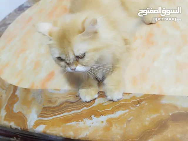 قطه هملايه للبيع اليفه متاكل اهواي وتندمج مع أجواء البيت ابسرعه
