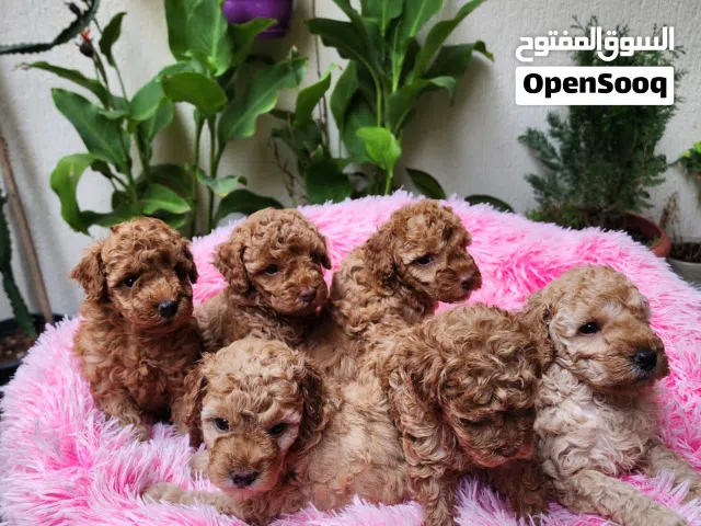 50 Days, Toy Poodle puppies