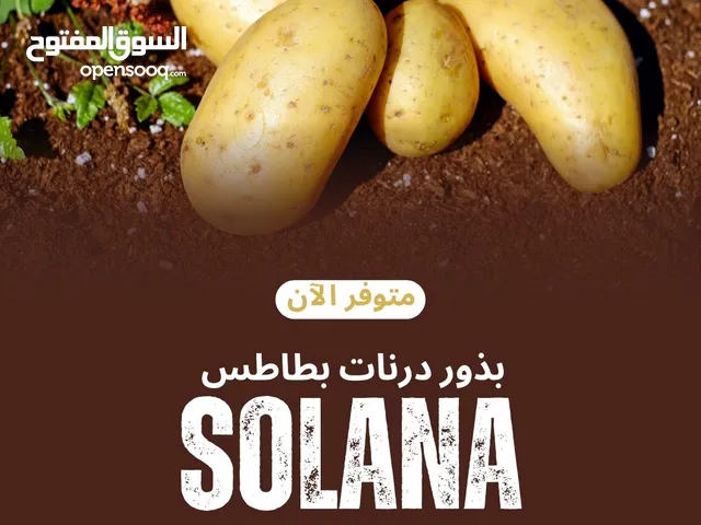 بذور درنات البطاطس الهولندية Solana