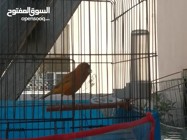 ثلاث افحول كناري تغريد نار