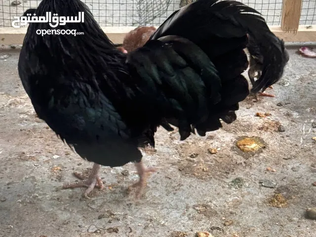 دجاج بلتم عدد 4