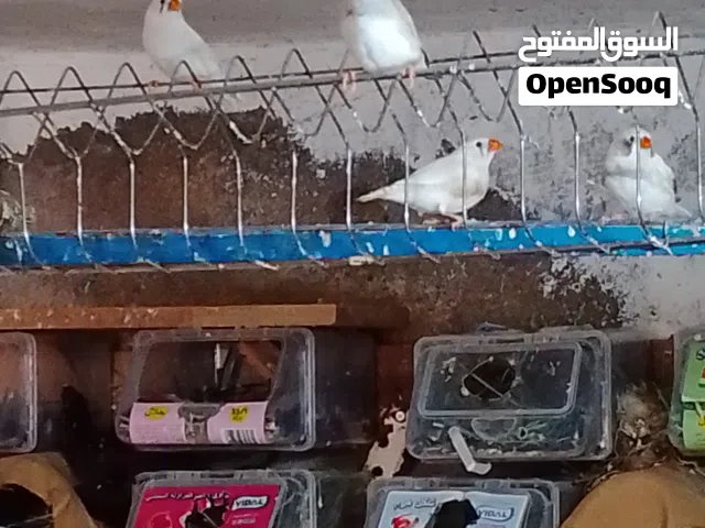 مطلووووب جواز جنه كوم واحد