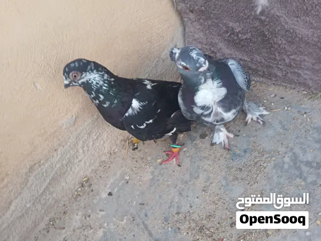 جواز حمام بالصلاة على النبي شغلات ميه الميه
