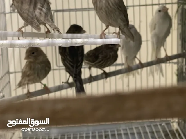 كنارات اجنبي