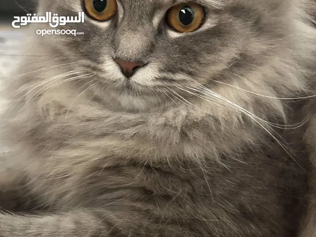 للبيع قطة شيرازية
