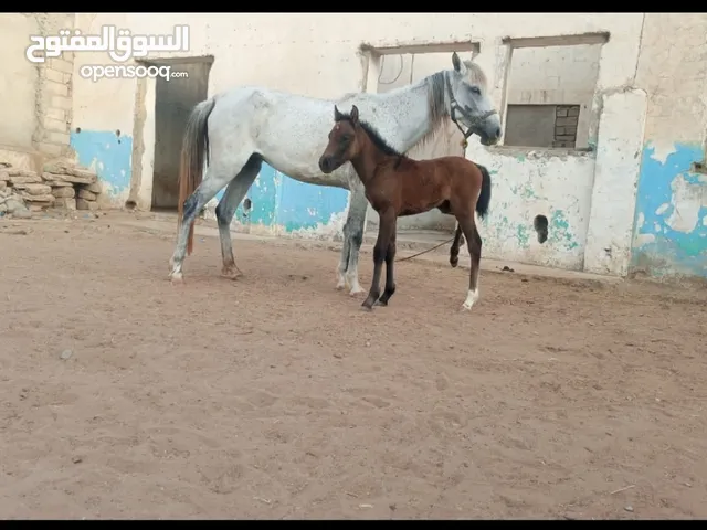 فرس للبيع، لون ابيض، انثى حصان، فرس مولده، انثى حصان ابيض مع ولدها ب3 مليون