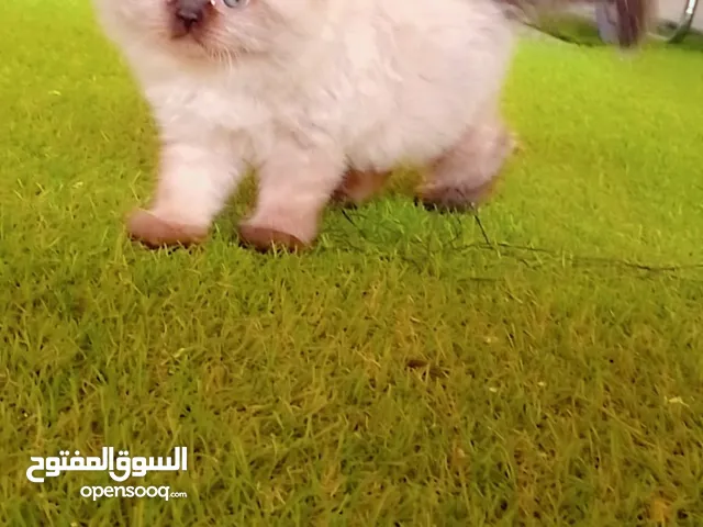 قط هملايا ذكر جمجمه عريضه افطس العمر شهرين ونص