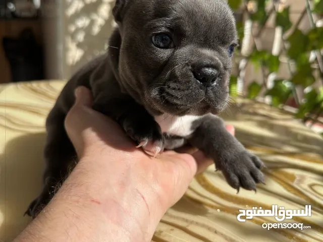 فرنش بولدوج