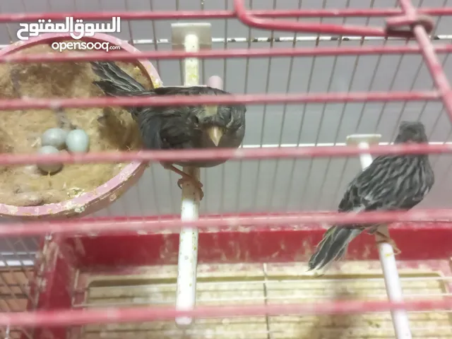 غرفة طيور كنار بلدي (31) زوج مع فراخ وبيض او تزويج جديد للبيع.