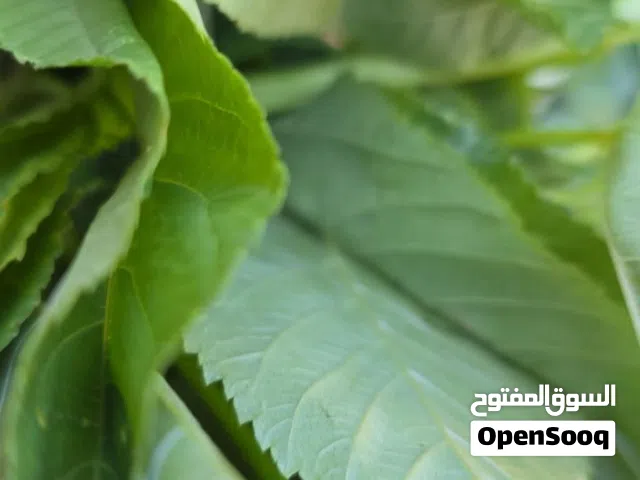 ملوخيه خضراء للبيع مشرطه ومفرومه جاهزة مثل الريحان بتجنن