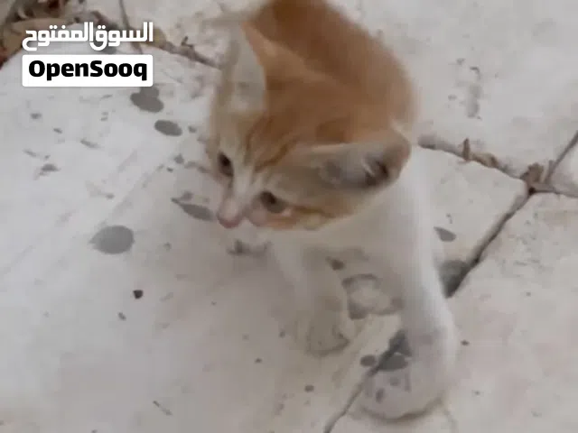 قطه لتبني وجدتها مكسوره امام أحد المدارس الي يقدر يعالجها ياخذها الله يجزاكم  خير