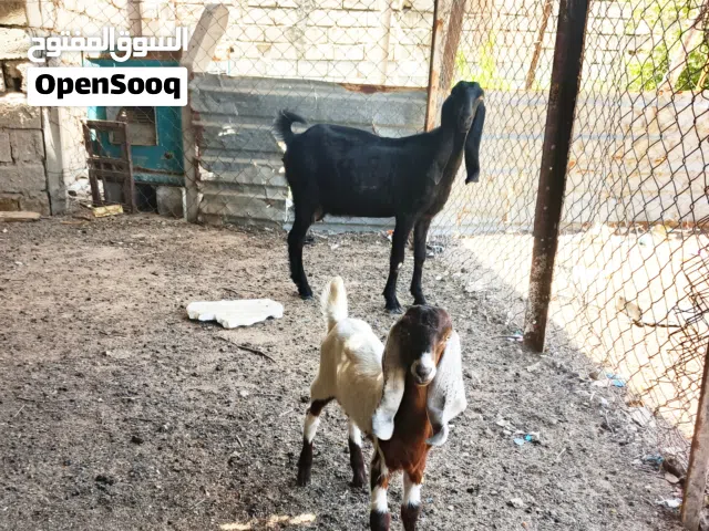 مطافيل ثنين ضروبة افغاني كل وحدة وراها ذكر