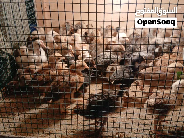 صيصان دجاج العمر 24 يوم موجود فوق ال 1500 صوص بلدي