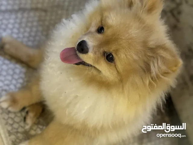 كلب بومرينيان مسلي ولعوب عمره 6 شهور للبيع