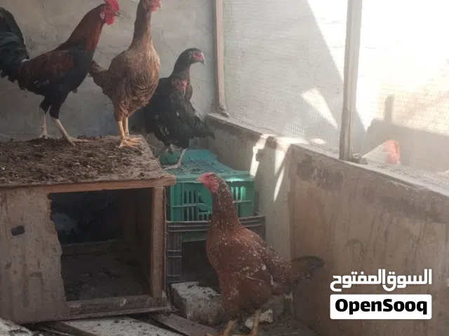 دجاد عراب الوحده 25 شلع ابيع