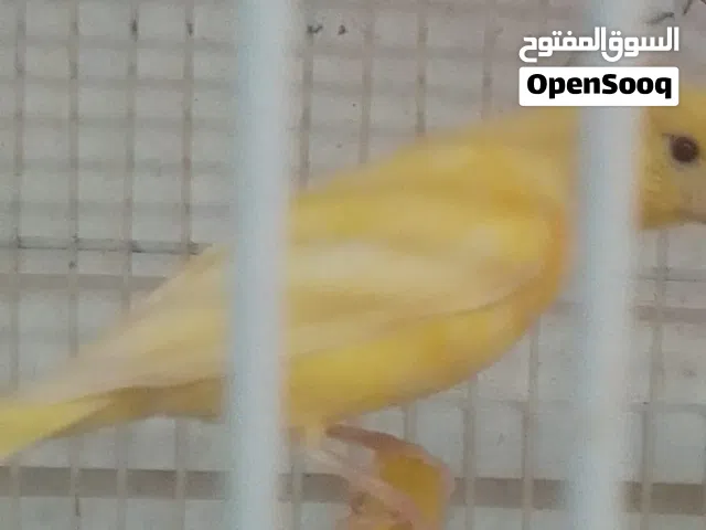 مخاليف كنار عدد خمسه