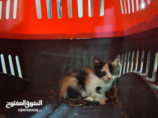 قطة شرازية هادية للبيع