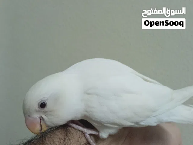 طير حب البينو عيون حمرة