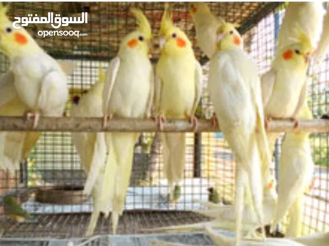 طيور كوكتيل