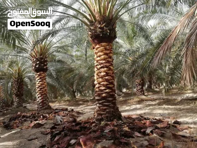 نخيل مثمر ( برحي - مجهول - دجلة نور - أحمر طلال  )