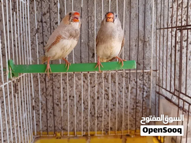 جوز زيبرة تحته فرخين