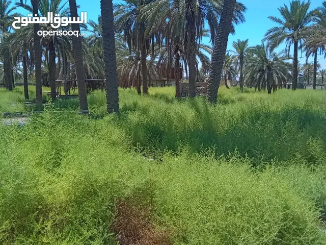 Farm Land for Sale in Baghdad Elshoala
