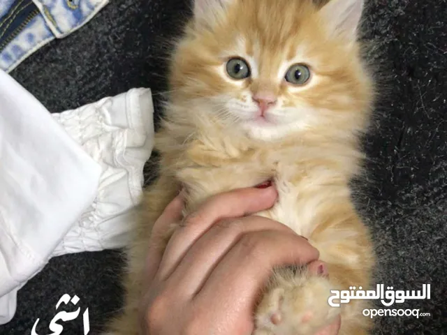 متوفر ثلث قطط اناث ثنتين وذكر