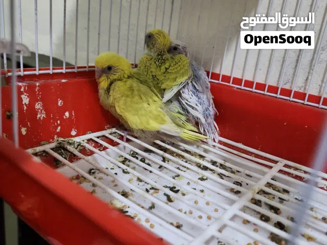 عصافير بادجي للبيع عررطه الواحد 4000الف
