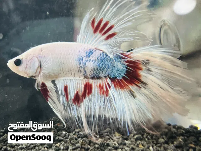 اسماك فايتر فش الوان خيالية fighter fish