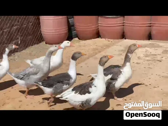 بط للبيع نضيف ومكفول