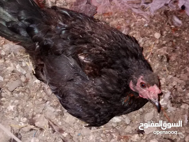 قرقة للبيع كاسحة