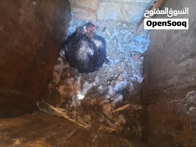 بسم الله ماشاء الله دجاج راقد