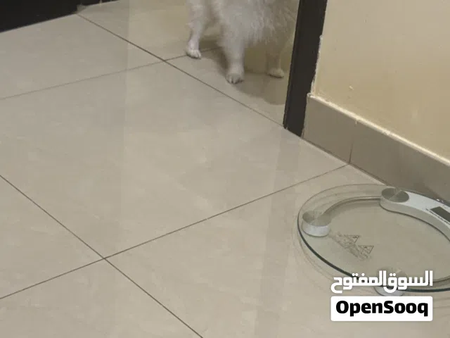 A Pomerinian dog,one year 4 months  have passport
