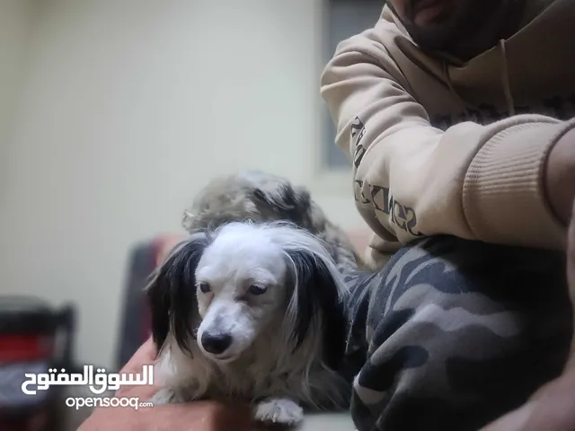 كلبه أنثى صينيه متعلمه للتبني مجانا حسافه اني بطلعه من ذمتي لاني بسافر مطعمه وعندها جواز