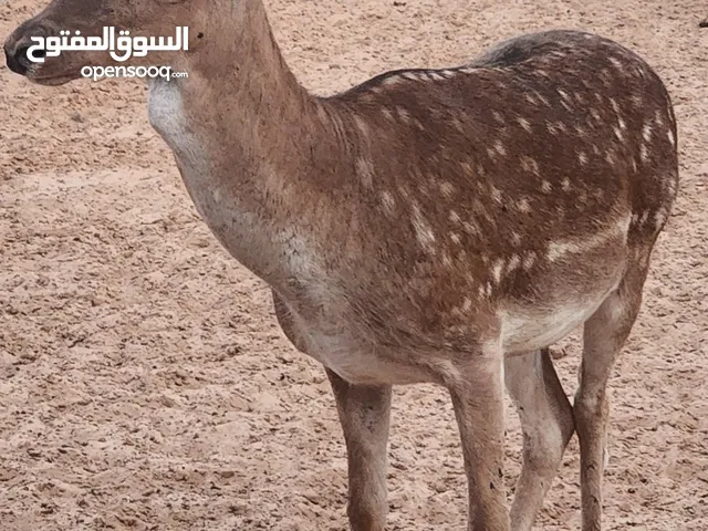 متوفر فحل ايل اوربي...
