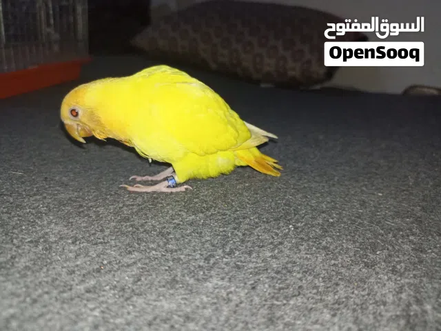 اوبلاين اورنج عين حمرا خوصه