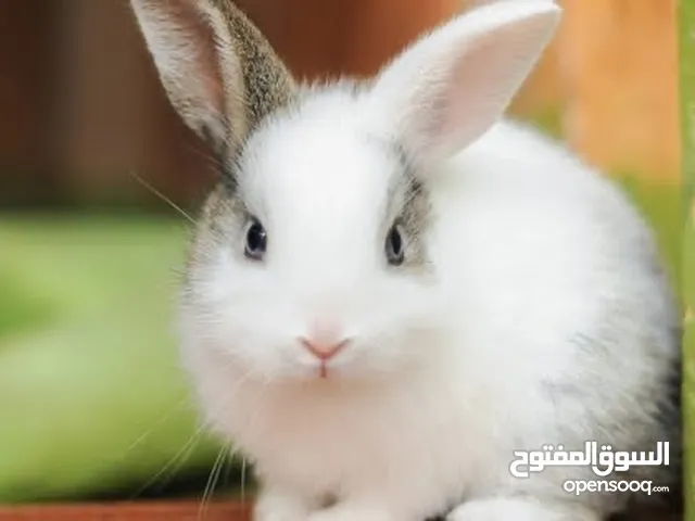 للبيع ارانب صغار