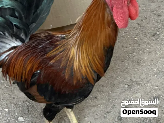 5 ديوجه كويتيات شمسي الوان نقيه ومستواهن قوي بعدهن مخاليف مال سنه مراوس او بيع