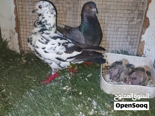 ثلاث جواز تحتهن فراخ