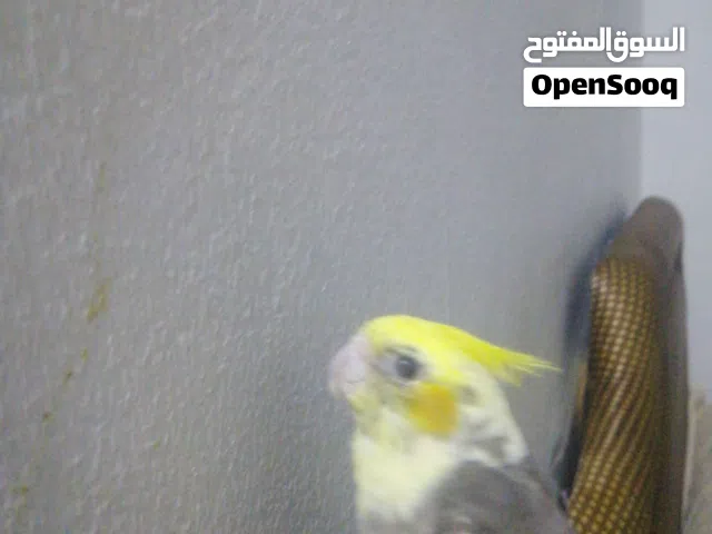 ببغاء كوكتيل اليف وبدي يغني