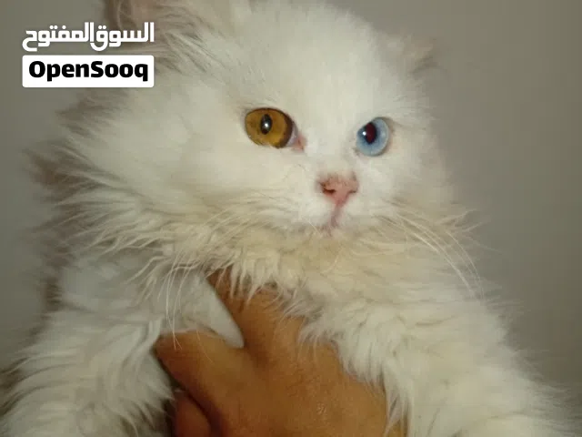 للبيع قط أليف وحركي جدا مناسب إلى الأطفال و كبار