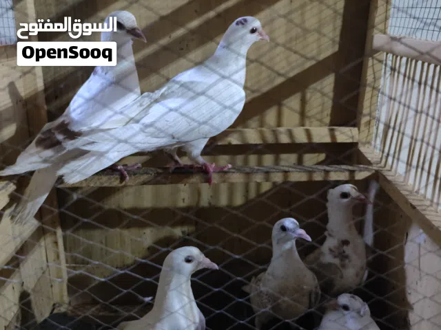 حمام دشش 3 أزواج ابيعهم كلهم ب15 ألف