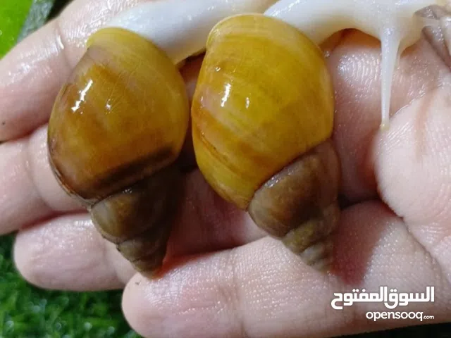 حلزونات افريقية لطيفة