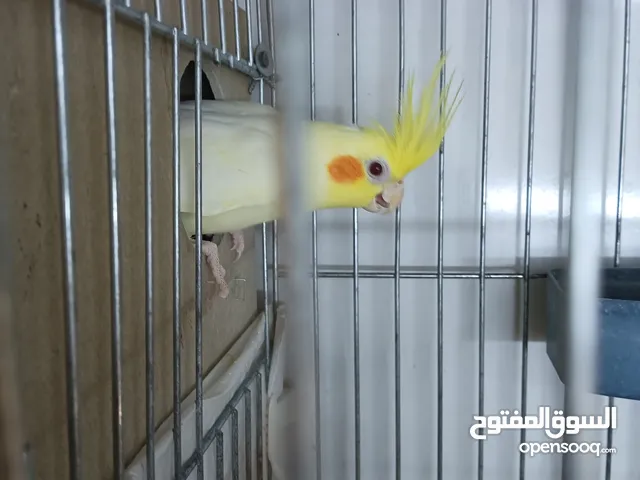 طيور طيور كوكتيل إقرأ الوصف